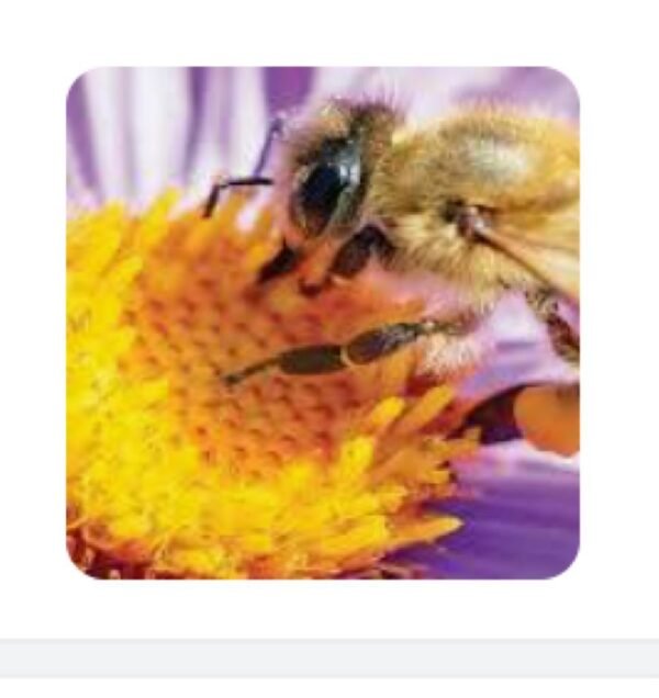 ORGANIC Bee Venom ( 10 Grams )